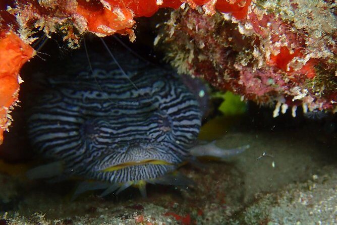 SPECIAL!! 2 Tank Wreck & Drift Reef dives - Small-group scuba with a “family” vibe and real names