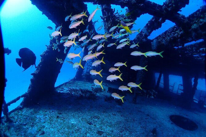 SPECIAL!! 2 Tank Wreck & Drift Reef dives - Equipment and cost reality: $125 plus rentals