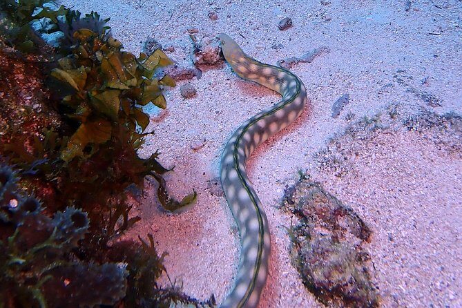 SPECIAL!! 2 Tank Wreck & Drift Reef dives - What this is really like in practice (and who should book)