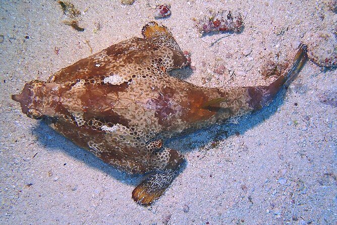 SPECIAL!! 2 Tank Wreck & Drift Reef dives - Should you book this 2 Tank Wreck & Drift Reef day?