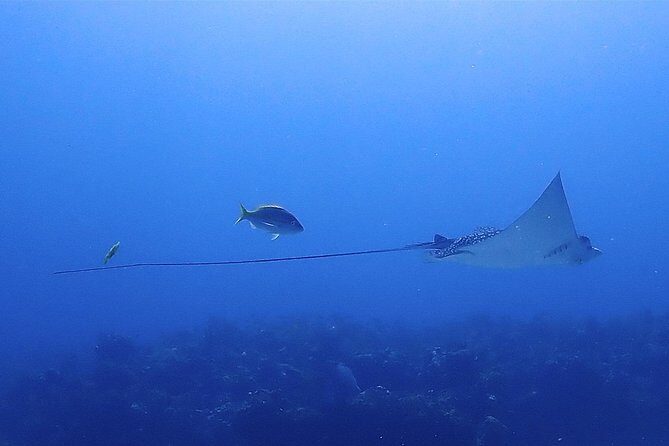 SPECIAL!! 2 Tank Wreck & Drift Reef dives - Choosing your start time: 7:30am or 1:00pm for a full 4.5-hour day