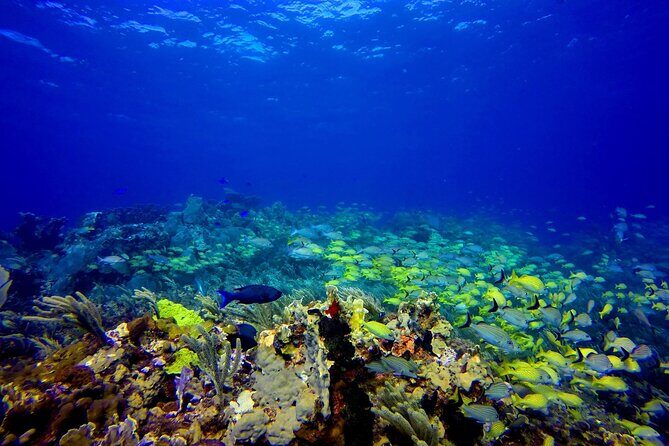 SPECIAL! Snorkel at MUSA - The Underwater Museum Reservation - Key things to know before you go