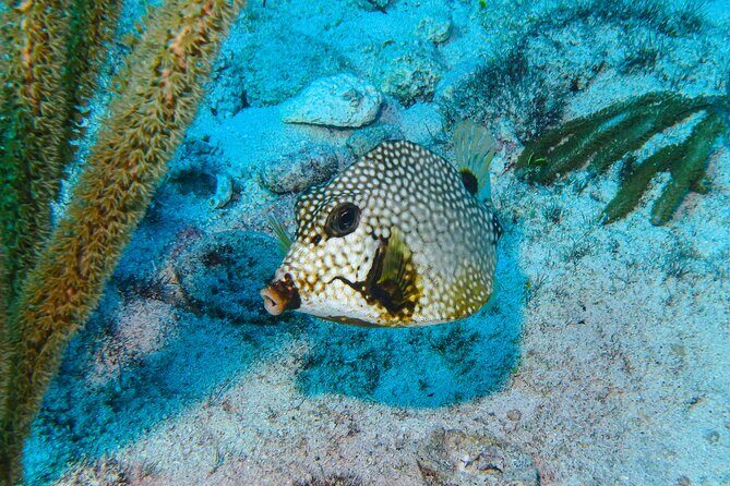 SPECIAL! Snorkel at MUSA - The Underwater Museum Reservation - The 20–25 minute boat ride from downtown Isla Mujeres