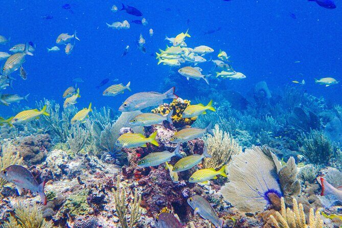 SPECIAL! Snorkel at MUSA - The Underwater Museum Reservation - Manchones Reef: colorful fish in a natural coral habitat