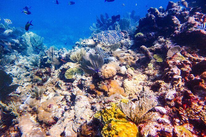 SPECIAL! Snorkel at MUSA - The Underwater Museum Reservation - The crew, small groups, and why getting in/out matters