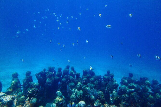 SPECIAL! Snorkel at MUSA - The Underwater Museum Reservation - Gear, comfort, and what to pack for easy snorkeling