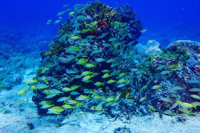 SPECIAL! Snorkel at MUSA - The Underwater Museum Reservation - A realistic caution: communication hiccups and schedule changes