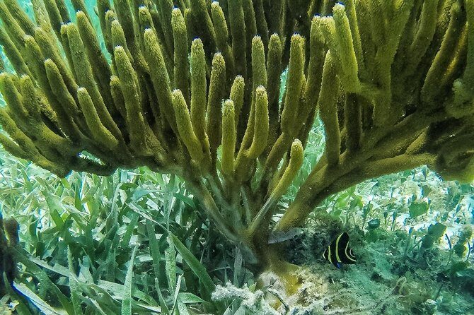 Speedboat and snorkel tour: Single Passenger Boat - The Water Time: Nature at Your Own Pace