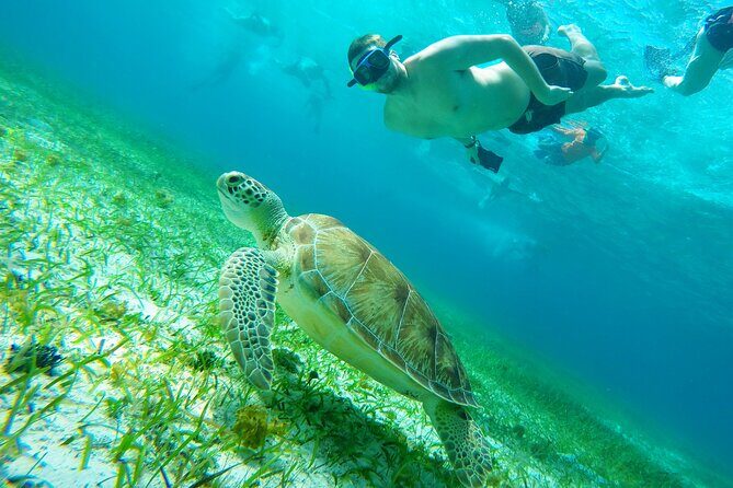 Starfish, Stingrays and the Turtle Sanctuary Snorkel Tour - Starfish, stingrays, and turtles: why this Cozumel route hits the sweet spot