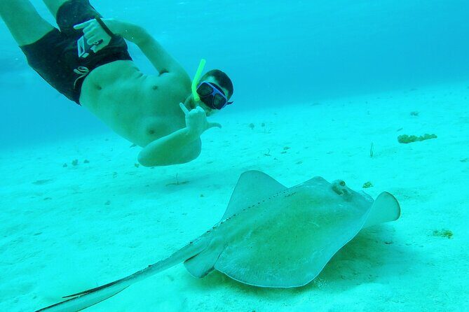 Starfish, Stingrays and the Turtle Sanctuary Snorkel Tour - Turtle expectations: what you can count on, and what you can’t
