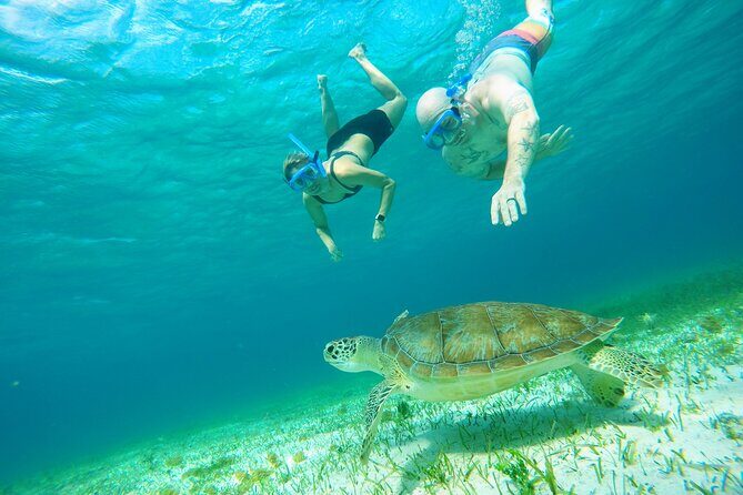 Starfish, Stingrays and the Turtle Sanctuary Snorkel Tour - Stingrays on the shallow sandbar: why the final vibe matters