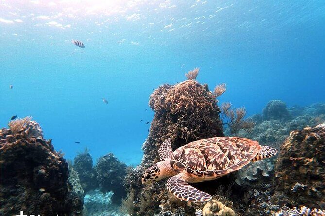 Starfish, Stingrays and the Turtle Sanctuary Snorkel Tour - Gear, drinks, and that snack you’ll remember