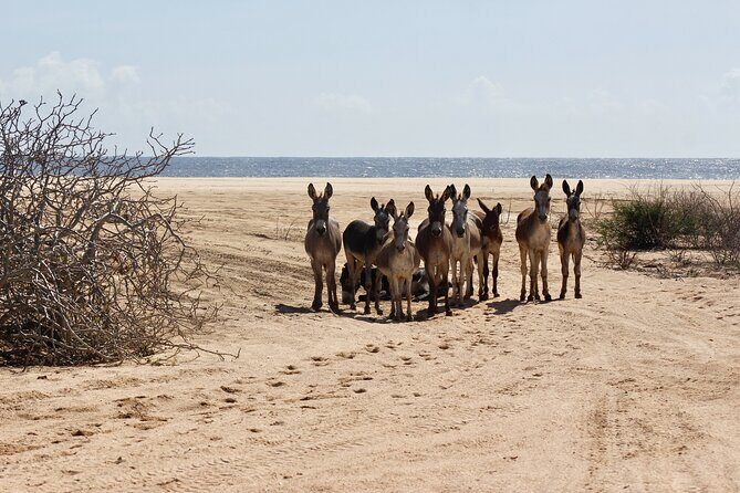 Sunset Pacific Donkey Hiking Tour - Rancho Carisuva donkey hiking: what you’re really signing up for