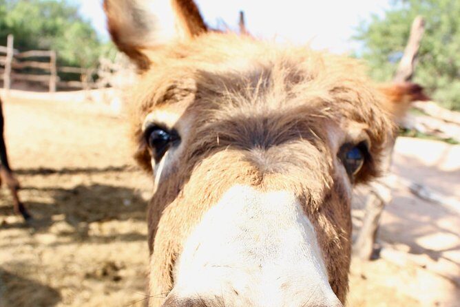 Sunset Pacific Donkey Hiking Tour - What’s included (and how to budget the rest)