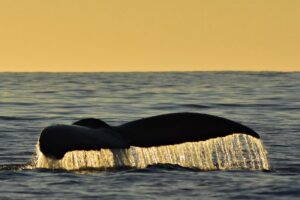 Sunset Whale Cruise in Cabo San Lucas - CaboTrek Check-In and Getting Down to the Boats