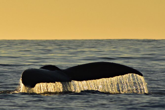Sunset Whale Cruise in Cabo San Lucas - CaboTrek Check-In and Getting Down to the Boats