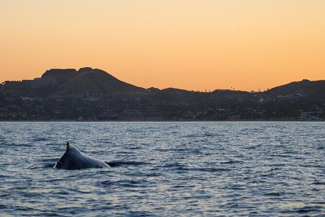 Sunset Whale Watching in San Jose del Cabo - Key Highlights Worth Your Time