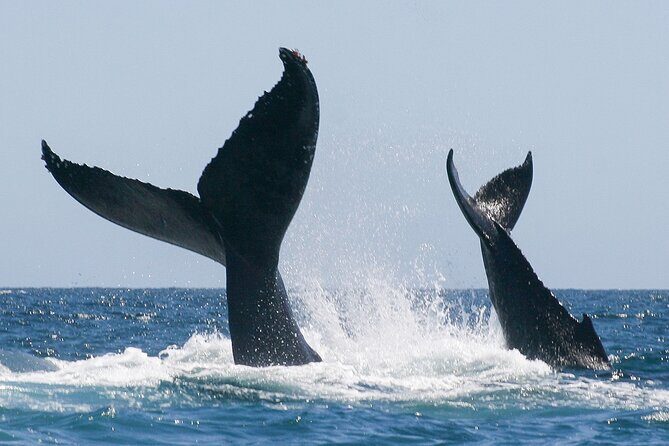 Sunset Whale Watching in San Jose del Cabo - Salty Cabo Meeting Point on Boulevard Tiburón: Arrive, Check In, Relax