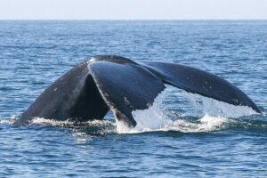 Sunset Whale Watching in San Jose del Cabo - Sea of Cortez at Twilight: What the 2 Hours on the Water Feels Like
