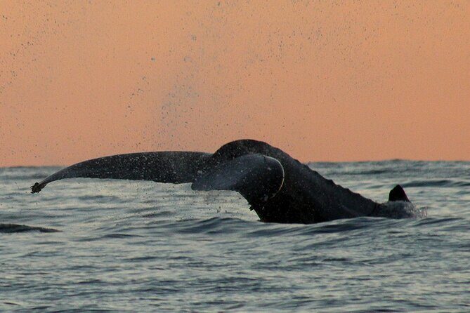 Sunset Whale Watching in San Jose del Cabo - Group Size of 11 People: Better Viewing, Less Chaos