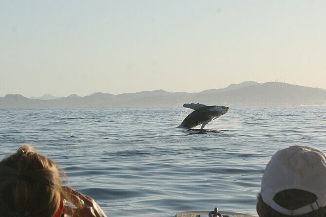 Sunset Whale Watching in San Jose del Cabo - Price and Value: Is $100 Worth It for 2.5 Hours at Sea?