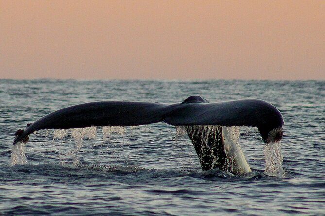 Sunset Whale Watching in San Jose del Cabo - Weather and Minimum Numbers: Plan for the Realities of Sea Days