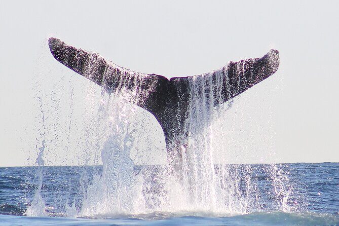 Sunset Whale Watching in San Jose del Cabo - Who Should Book This Sunset Whale Watching Tour?