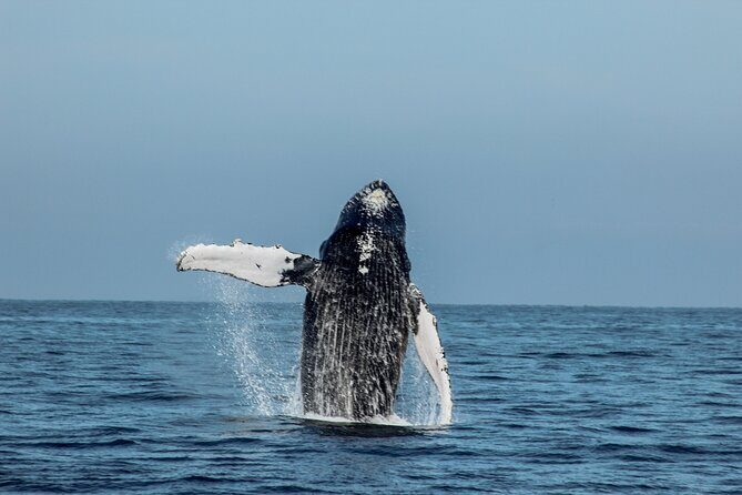 Sunsets and Whales Mega Yachts ALL INCLUSIVE: Puerto Vallarta - The drinks and snacks: best case scenario and real expectations