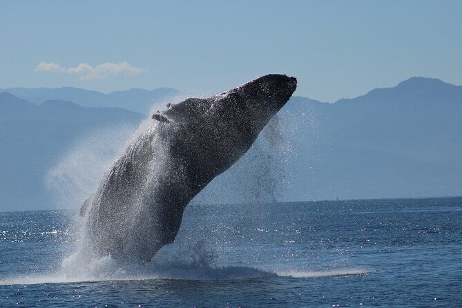 Sunsets and Whales Mega Yachts ALL INCLUSIVE: Puerto Vallarta - Where the cruise fits into a Puerto Vallarta day
