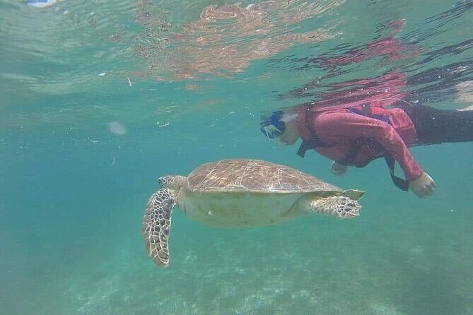 Swim with akumal turtles - Wildlife you can expect to see (and how to spot it without stressing animals)