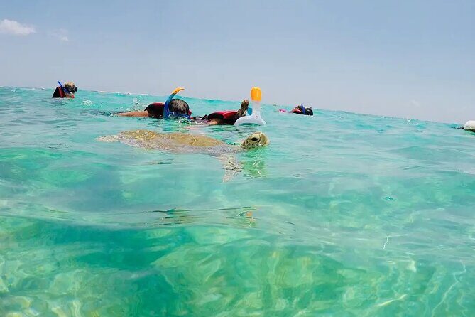 Swim with akumal turtles - What the guides do well, from Angel and Louis to Mariana and Carlos