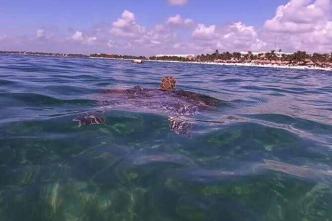 Swim with akumal turtles - Duration and pacing: 1 hour 15 minutes that doesn’t eat your whole day