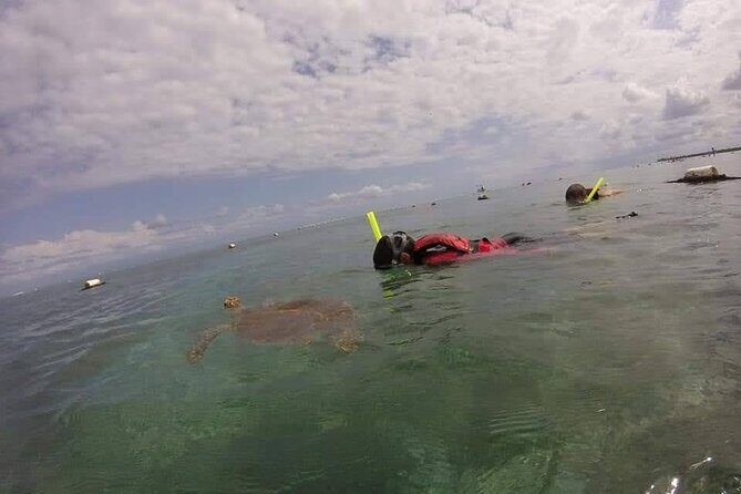 Swim with akumal turtles - Price and value: why $37 feels fair here