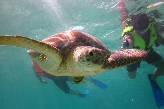Swim with sea turtles - Sea Turtle Snorkeling at Akumal: What This Is Really Like