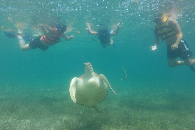 Swim with sea turtles - Private Tour Benefits: Guides, Calm Pace, and Smaller-Group Magic