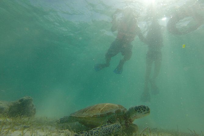 Swim with sea turtles - What’s Included (And Why It’s Good Value at $45)