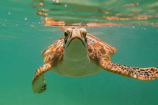 Swim with Turtles in Akumal + GoPro Photo Session - Key highlights you’ll care about