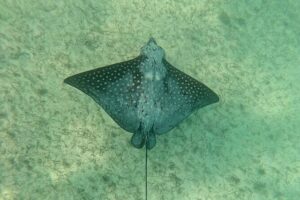Swim with Turtles in Akumal + GoPro Photo Session - GoPro photo session: how the camera actually helps you enjoy the swim