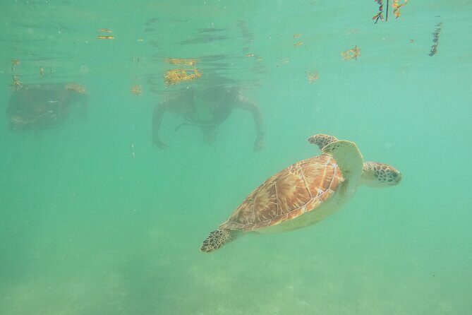 Swim with Turtles in Akumal + GoPro Photo Session - What you’ll see around Akumal: turtles, rays, and the fun surprises