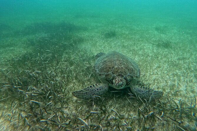 Swim with Turtles in Akumal + GoPro Photo Session - Getting in, getting out: pace, safety, and equipment that works
