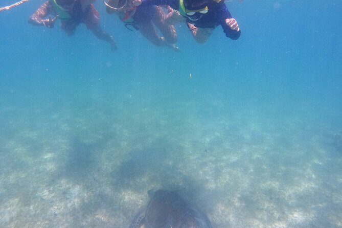 Swim with Turtles in Akumal + GoPro Photo Session - Price and value: why $53.59 can make sense here