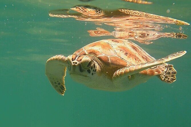 Swim with Turtles in Akumal + GoPro Photo Session - Practical tips that will help you enjoy the turtles more