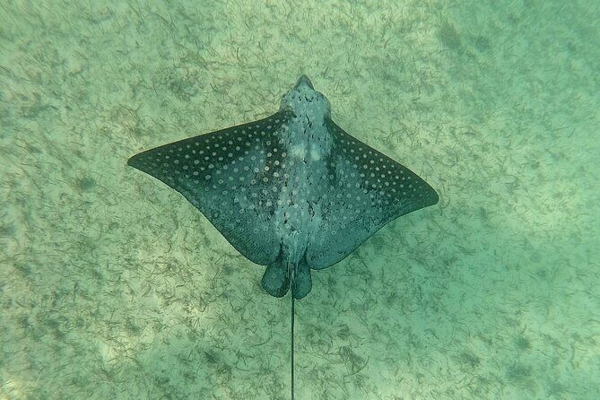 Swim with Turtles in Akumal + GoPro Photo Session - GoPro photo session: how the camera actually helps you enjoy the swim