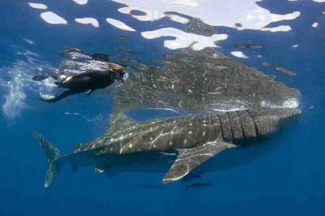Swim with Whale Shark from Isla Mujeres and Cancun - Whale sharks here: why this feels different than a standard tour