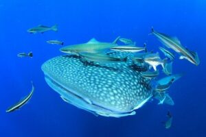 Swim with Whale Shark from Isla Mujeres and Cancun - Morning start in Isla Mujeres: check-in, breakfast, and walking to the pier