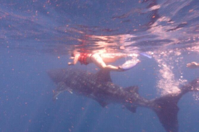 Swim with Whale Shark from Isla Mujeres and Cancun - The 45-minute boat ride: what you should prepare for