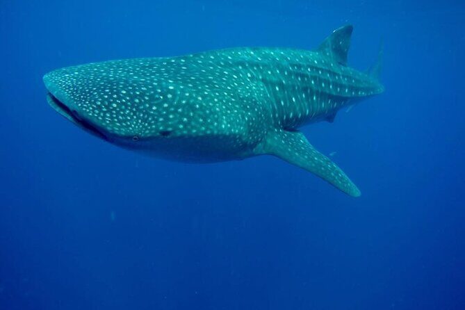 Swim with Whale Shark from Isla Mujeres and Cancun - How the swim works: 2 people at a time with up to 3 swim rounds