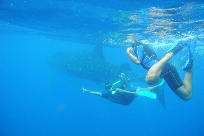 Swim with Whale Shark from Isla Mujeres and Cancun - The snorkeling reef stop: extra water time, not just shark viewing