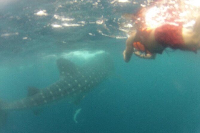 Swim with Whale Shark from Isla Mujeres and Cancun - North Beach ceviche and beer: the day’s payoff on land