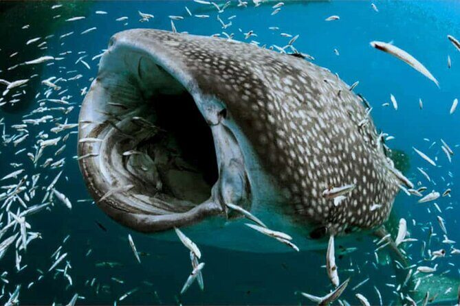 Swim with Whale Shark from Isla Mujeres and Cancun - Price and real value: $161.30 plus dock fees to budget